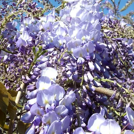 D'hotes Du Anjou فندق مبيت وإفطار Thorigné-dʼAnjou