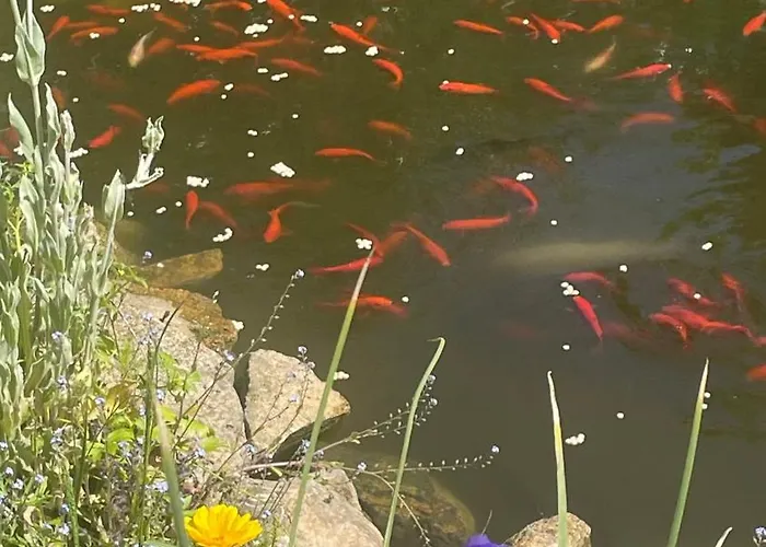 D'hotes Du Anjou 3* Thorigné-dʼAnjou