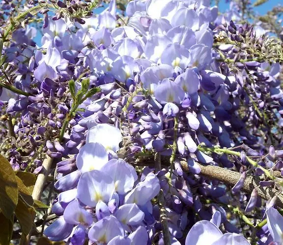 D'hotes Du Anjou לינה וארוחת בוקר Thorigné-dʼAnjou